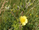 Potentilla recta