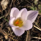 Crocus reticulatus. Цветок. Краснодарский край, Новороссийский р-н, гора Рябкова, каменистый склон, дубово-грабовый лес. 23.02.2014.