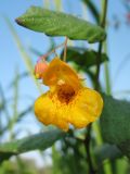 Impatiens capensis. Цветок (вид спереди). Нидерланды, провинция Drenthe, Eelde, берег канала Noord-Willemskanaal. 27 сентября 2009 г.