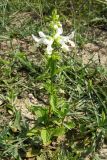 Stachys pubescens. Цветущее растение. Крым, Байдарская долина. 19 июля 2009 г.