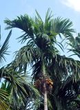 Areca catechu. Верхушка ствола и крона плодоносящего растения. Андаманские острова, остров Хейвлок. 31.12.2014.