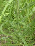 Tragopogon dasyrhynchus