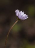 Bellis caerulescens. Верхушка побега с соцветием. Мурманск, МГГУ, в культуре. 19.06.2014.