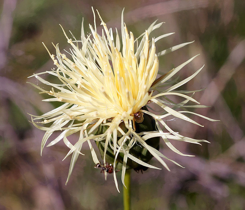 Изображение особи Rhaponticoides ruthenica.