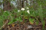 Fragaria viridis