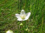 Parnassia palustris. Цветок. Большой Соловецкий о-в, приморский луг на побережье залива Филипповские садки. Июль 2011 г.