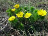 Adonis vernalis. Цветущее растение. Тульская обл., Ефремовский р-н, окр. с. Шилово, склон Шиловой горы. 01.05.2016.