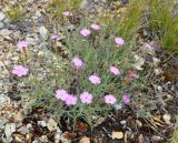 Dianthus uralensis