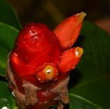 Costus woodsonii. Соцветие. Таиланд, о-в Пхукет, курорт Ката, территория гостиницы, в культуре. 08.01.2017.