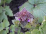 Lamium purpureum