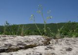 Cerastium подвид tauricum