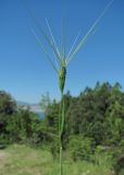 Aegilops biuncialis