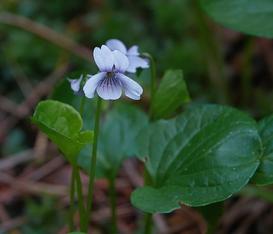 Изображение особи Viola palustris.