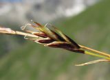 Carex tristis