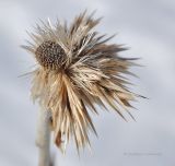 Echinops bannaticus