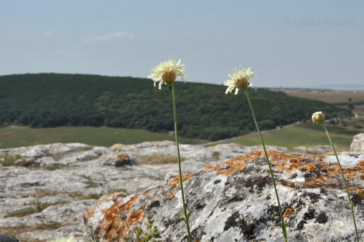 Изображение особи Cephalaria coriacea.