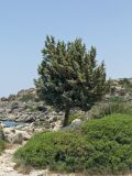 Juniperus oxycedrus ssp. macrocarpa