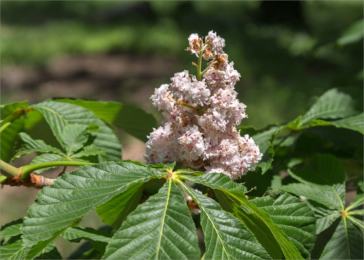 Изображение особи Aesculus hippocastanum.