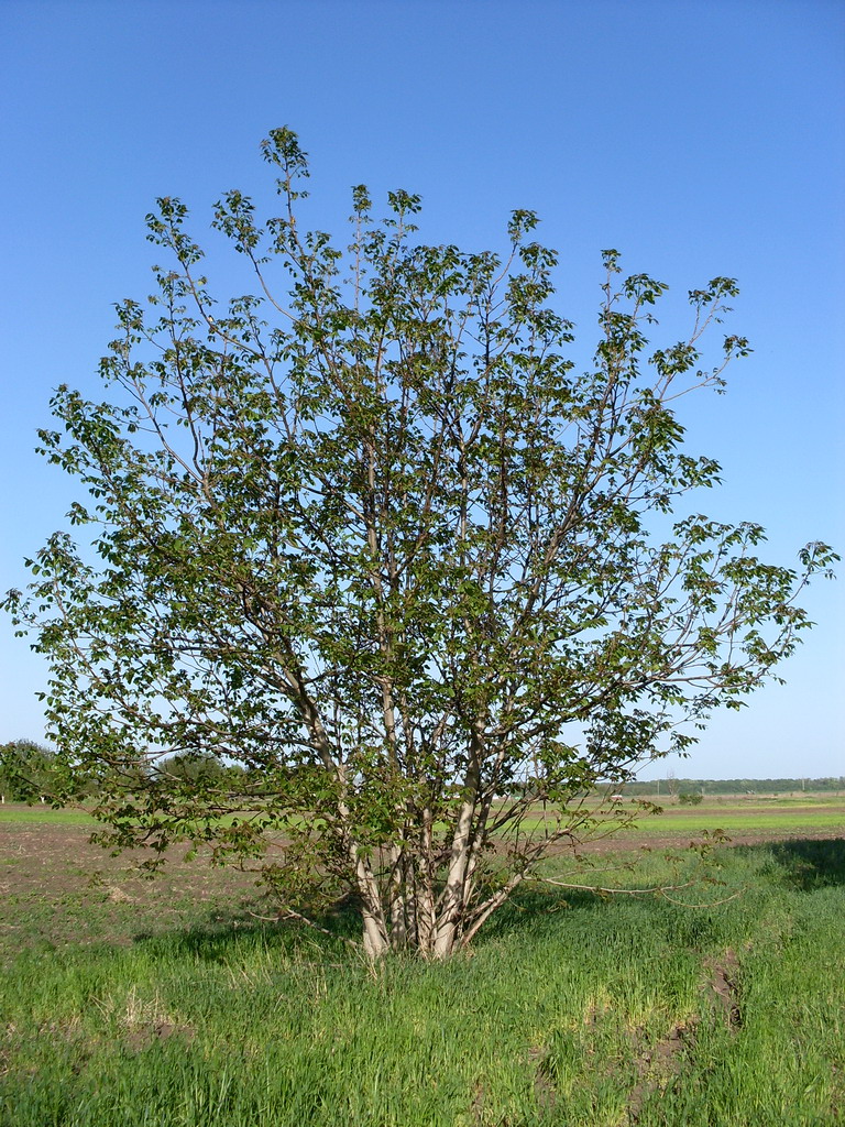 Изображение особи Juglans regia.