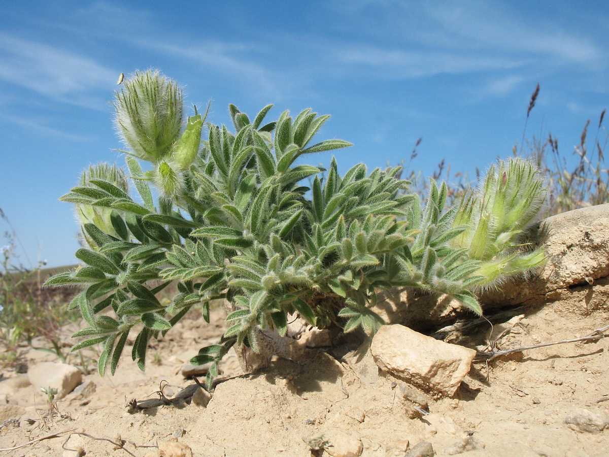 Изображение особи Astragalus stenocystis.