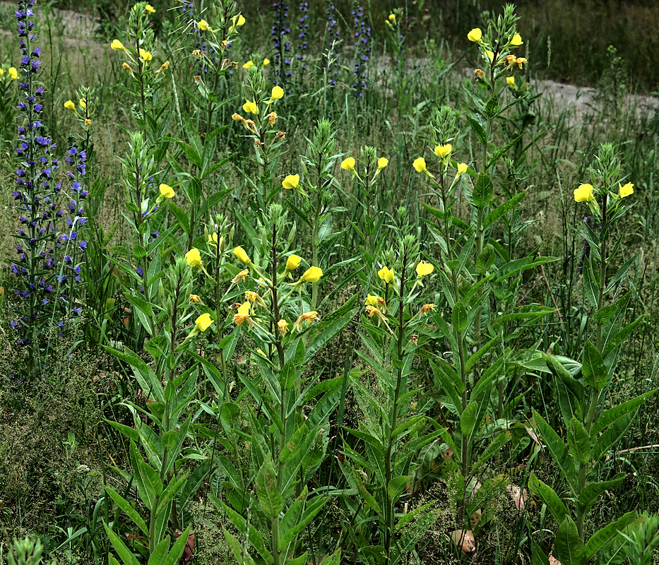 Изображение особи род Oenothera.