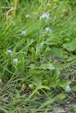 Myosotis lithuanica