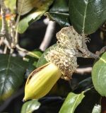 Quercus alnifolia. Верхушка побега с плодами. Республика Кипр, епархия Левкосия (επαρχία Λευκωσίας), Троодос (Τρόοδος), 980 м н.у.м. 28.10.2018.