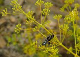 Ferula caspica