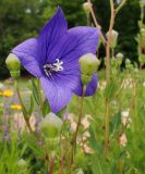 Platycodon grandiflorus. Верхушка растения с цветком и бутонами. Крым, Симферополь, ботанический сад, в культуре. 03.07.2015.