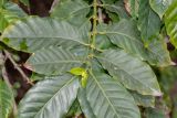 Coffea arabica