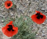 Papaver macrostomum