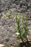 Rhinopetalum bucharicum. Цветущее растение. Таджикистан, Гиссарский хребет, бас. р. Варзоб, ущелье р. Кондара. 21 апреля 2011 г.