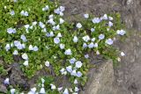 Campanula cochleariifolia