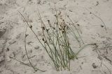 Juncus &times; inundatus