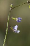 Astragalus austriacus