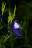 Aquilegia sibirica. Плоды и цветок. Республика Алтай, Шебалинский р-н, г. Соловковая, смешанный лес на высоте около 700 м н.у.м. 02.07.2010.