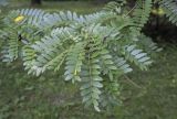 Gleditsia разновидность laevis