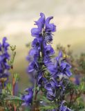 Aconitum glandulosum. Соцветие. Республика Алтай, Кош-Агачский р-н, окр. Джумалинских источников, ≈ 2400 м н.у.м. 5 августа 2020 г.