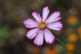 Cosmos bipinnatus