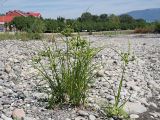 Cyperus eragrostis