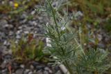 Artemisia absinthium