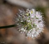 Allium nutans