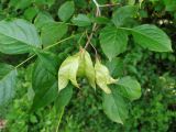 Staphylea colchica. Соплодие и листья. Краснодарский край, городской округ Сочи, Адлерский р-н, окр. с. Казачий Брод, на краю обрыва. 23.05.2023.