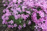 Phlox subulata