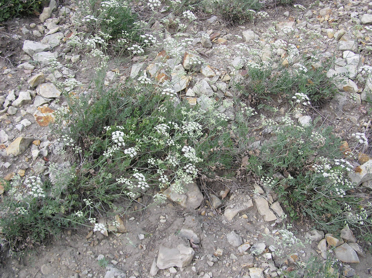 Изображение особи Pimpinella tragium.