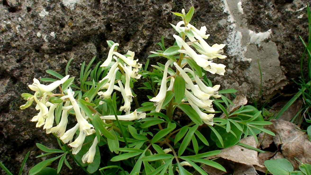 Изображение особи Corydalis angustifolia.