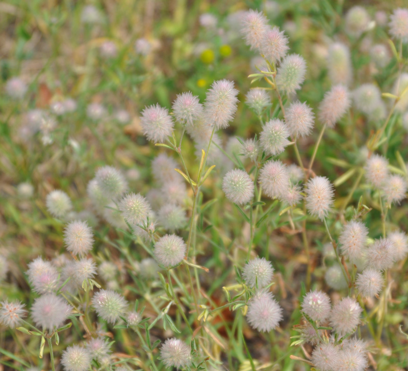 Изображение особи Trifolium arvense.