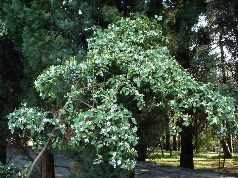 Изображение особи Loropetalum chinense.