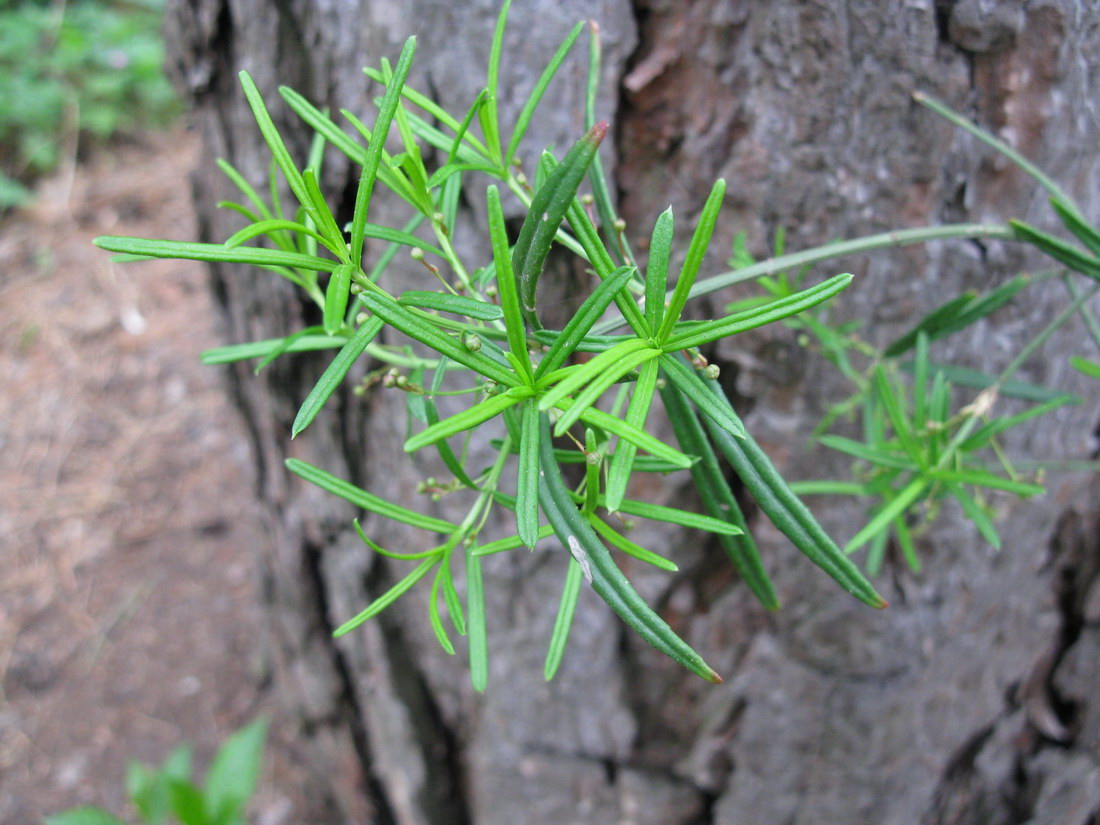 Изображение особи Euonymus nanus.