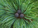 Pinus pumila